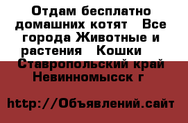 Отдам бесплатно домашних котят - Все города Животные и растения » Кошки   . Ставропольский край,Невинномысск г.